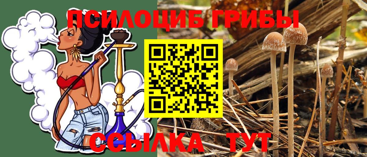 Псилоцибиновые грибы Psilocybine cubensis  Вход с VPN  Пугачёв 